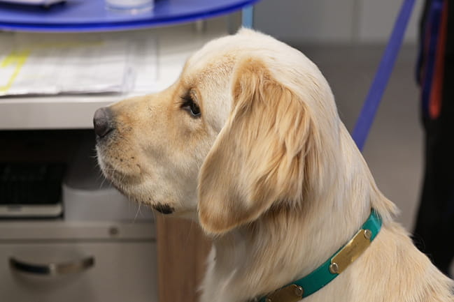 Baskin the golden retriever sits still