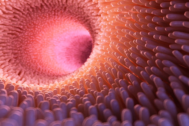 Stylized illustration of intestinal wall showing microvilli and colorful tunnel or pipeline