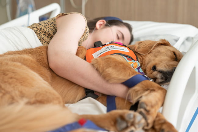 A golden retriever lies down with a pre-teen in a hospital bed. 