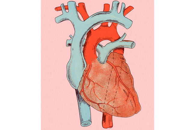 Illustration of a human heart