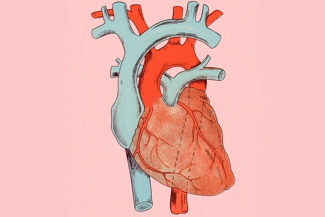 Illustration of a heart