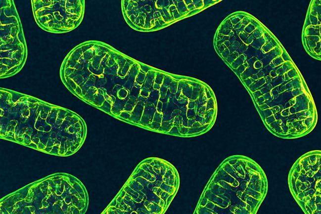 3D illustration of mitochondria